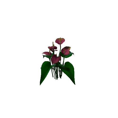 Flower Anthurium Floral3 1